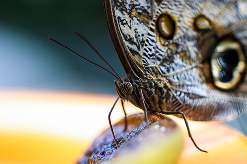 Cambridge Butterfly Conservatory